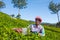 Woman picking tea leaves in a tea plantation around Munnar, Kerala