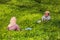 Woman picking tea leaves in a tea plantation around Munnar, Kerala