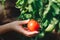 Woman picking tomatoes from a branch.