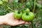 A woman picking tomatoes from her garden afret rain. A farmer checking his crop