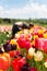 Woman is picking tulips on a flower field