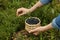 Woman picking up bilberries in forest, closeup