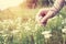 Woman picking up flowers on a meadow, hand close-up. Vintage light