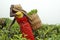 Woman picking up tea leaves