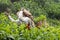 Woman picking up tea leaves