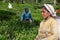 A woman picking up tea at tea plantation in Sri Lanka, Ceylon