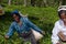 A woman picking up tea at tea plantation in Sri Lanka, Ceylon