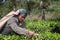 A woman picking up tea at tea plantation in Sri Lanka, Ceylon