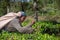 A woman picking up tea at tea plantation in Sri Lanka, Ceylon