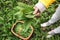 Woman picking Wild Garlic allium ursinum in forest