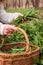 Woman picking Wild Garlic allium ursinum in forest