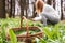 Woman picking wild garlic allium ursinum in woodland at springtime