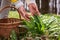 Woman picking wild garlic leaves in woodland