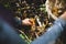 Woman picking yellow foot mushroom with basket