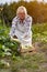 Woman picking zucchini