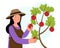 Woman picks apples from a tree in the garden. Gardening. Farming.
