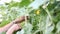 Woman picks cucumbers in greenhouse.