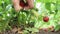 Woman picks red ripe strawberries from bush after rain