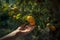 A woman picks ripe tangerine from a tree, Generative AI