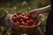 Woman picks strawberries in garden, hand puts berries in basket. Generative AI