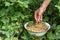 Woman picks white currants in to white bowl