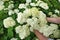 Woman picks white hydrangea flowers