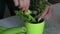 A woman places mint sprouts with sprouted roots in a pot. Adds soil to it. Transplanting sprouted mint