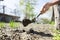 A woman places a young plant