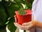 Woman with a plant in her hands. Red pot with a small houseplant close-up.