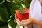 Woman with a plant in her hands. Red pot with a small houseplant close-up.