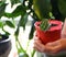 Woman with a plant in her hands. Red pot with a small houseplant close-up.