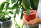 Woman with a plant in her hands. Red pot with a small houseplant close-up.