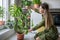 Woman plant lover spraying and caring for lush Monstera houseplant at home kitchen. Home gardening