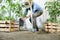 Woman plant in the vegetable garden, work by digging spring soil with shovel, near boxes full of sweet pepper plants