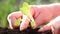 Woman planted a young plant in soil