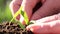 Woman planted a young plant in soil