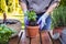 Woman planting basil herb into flower pot