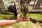 Woman is planting a bush in the garden, gardening hobby