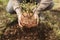 Woman planting a bush in the garden, little blueberry bush