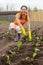 Woman planting cabbage