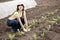 Woman planting cabbage seedling