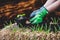 Woman planting courgette or zucchini, straw bale ground