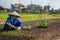 Woman planting crops near Hanoi in Vietnam