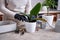 Woman planting Ficus elastica Rooted cutting at home