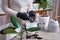 Woman planting Ficus elastica Rooted cutting at home