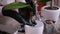 Woman planting Ficus elastica Rooted cutting at home