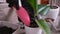 Woman planting Ficus elastica Rooted cutting at home