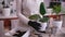 Woman planting Ficus elastica Rooted cutting at home