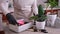 Woman planting Ficus elastica Rooted cutting at home