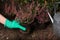 Woman planting flowering heather shrub outdoors, closeup